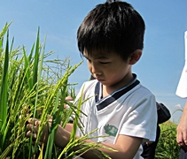 陳植軒觸摸稻穗，感受一番。【攝影者：林凱旋】