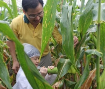 六歲班的李戩恆小朋友在蔡漢松叔叔的協助下，體驗自己「拔」玉米的樂趣。【攝影者：翟佩庭】