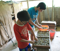 9歲的許凱聖，放學後一定帶著功課到父親工作的地方，做完功課再幫父親收鳥蛋。【攝影者：林學群】
