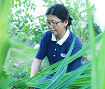 林美珍師姊於住家採割香蘭葉。【攝影者：林俊業】