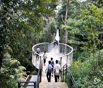 高達海拔八百米，馬來西亞最高的森林吊橋。【攝影者：鄺奕謙】