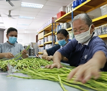 在防疫守則下，只有少數幾位志工回到靜思堂承擔為腎友烹飪素食便當的任務。從挑菜、洗菜、切菜到烹飪，大家都是帶著歡喜心來成就。【攝影者：尤靜蓓（慮忱）】