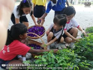 碟豆花盛開，孩子們成了採花使者，玩得不亦樂乎。