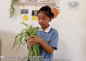 長豆成熟啦，孩子們的午餐，又添了一道美味。