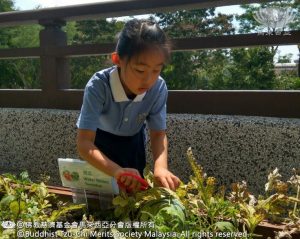 收割大西瓜，孩子們都非常興奮。